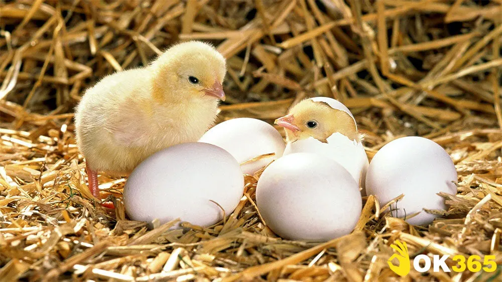 Những giấc mơ về trứng thường mang điềm lành và hiếm khi mang điềm xấu