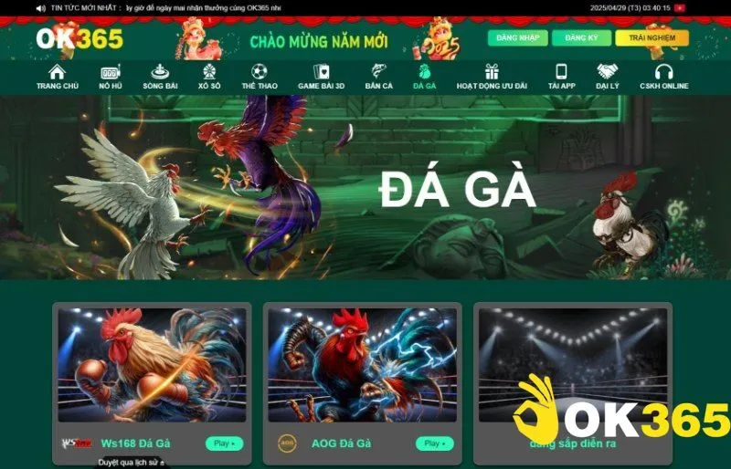 Đá gà Ok365 cập nhật nhiều cuộc chiến chất lượng